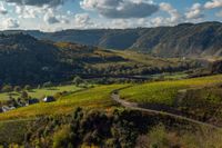 Weinlandschaft mit Weinbergen im Herbst an der Mosel