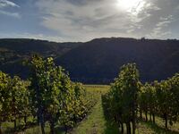 Weinberge am Moselsteig