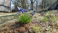 Fr&uuml;hlingsblumen