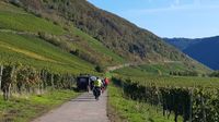 Radfahrer im Weinberg