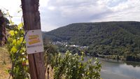 Moselsteig Logo und im Hintergrund die Mosel mit Weinbergen